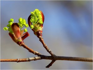 bourgeons