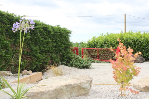 l'érable japonais crée un ambiance zen